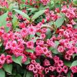 Weigela 'Bristol Ruby' - Piros virágú rózsalonc