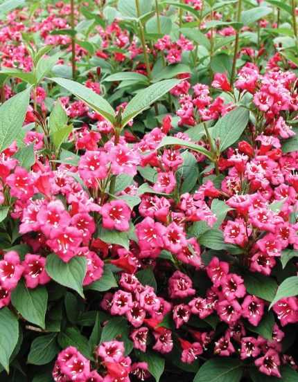 Weigela 'Bristol Ruby' - Piros virágú rózsalonc