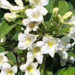 Weigela 'Candida' - Fehér virágú rózsalonc