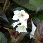 Weigela 'Ebony and Ivory'® - Fehér virágú