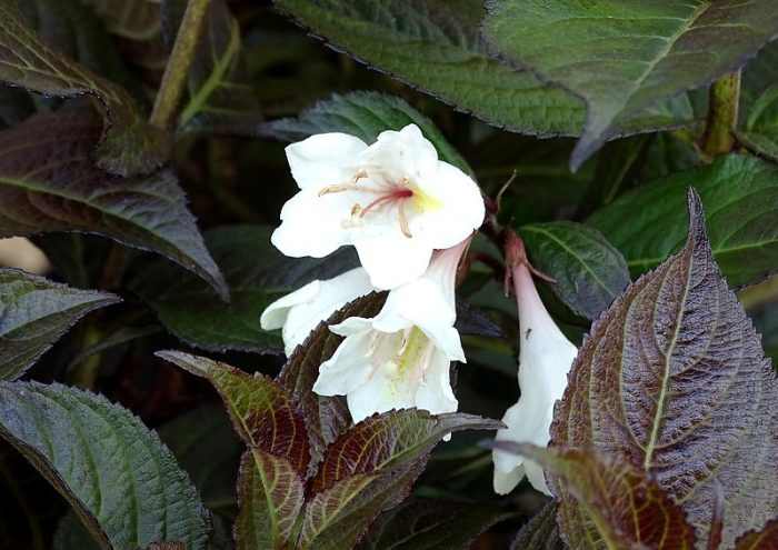 Weigela 'Ebony and Ivory'® - Fehér virágú