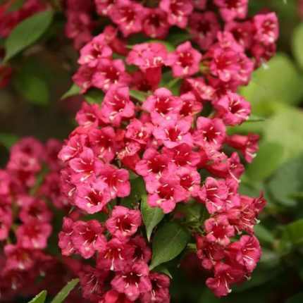 Weigela 'Eva Rathke' - Kárminpiros virágú