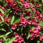 Weigela 'Evita' - Élénk rózsaszín virágú rózsalonc