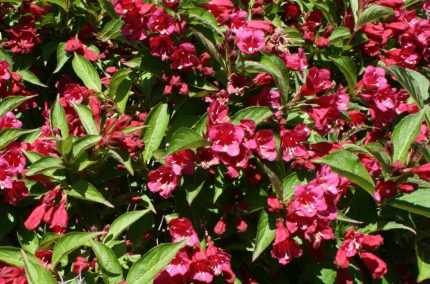 Weigela 'Evita' - Élénk rózsaszín virágú rózsalonc