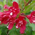 Weigela 'Lucifer' - Liláspiros virágú rózsalonc