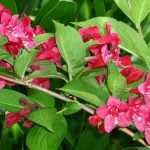 Weigela 'Newport Red' -