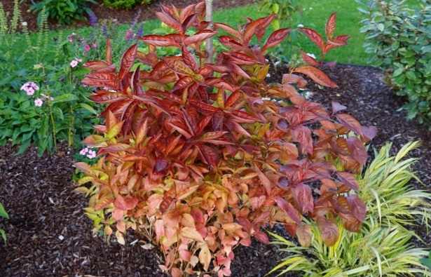 Weigela 'Wings of Fire' - Narancs színű lombú rózsalonc