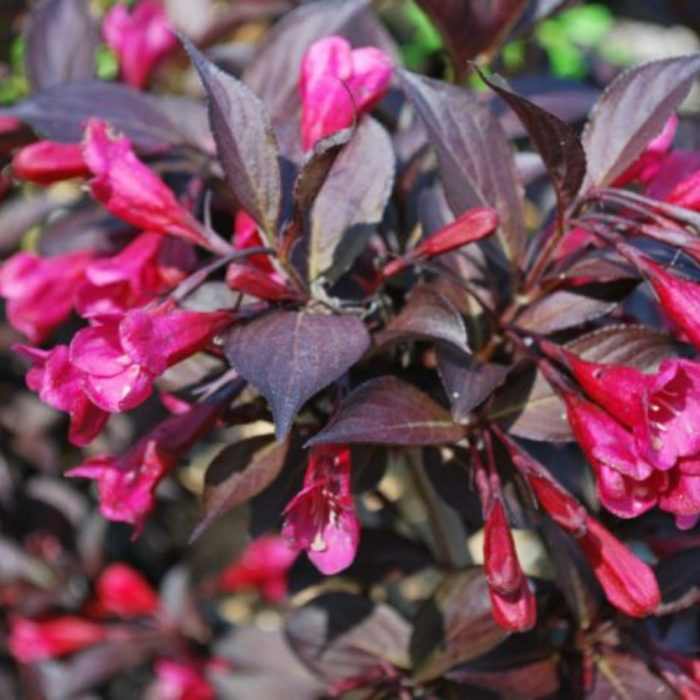 Weigela florida 'Alexandra'® - Bordó virágú
