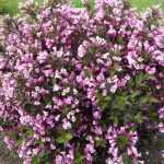 Weigela florida 'Nana Purpurea' - Lila virágú