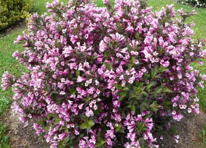 Weigela florida 'Nana Purpurea' - Lila virágú