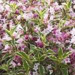 Weigela florida 'Nana Variegata' - Alacsony növekedésű