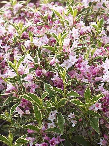 Weigela florida 'Nana Variegata' - Alacsony növekedésű