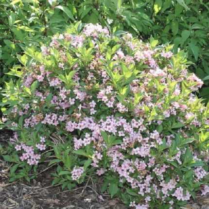 Weigela florida 'Piccolo' - Törpe rózsalonc