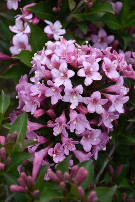 Weigela florida 'Pink Poppet'® -