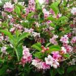 Weigela florida 'Pink Princess' - Rózsaszín virágú