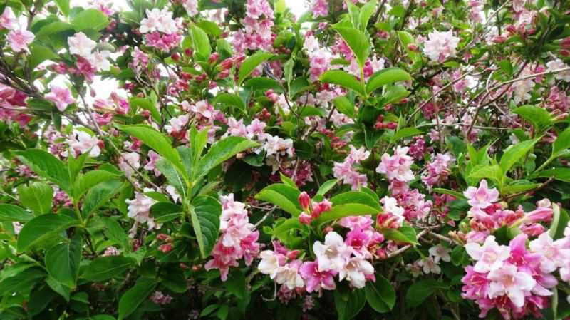 Weigela florida 'Pink Princess' - Rózsaszín virágú
