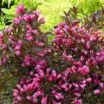 Weigela florida 'Purpurea' - Bordó levelű rózsalonc
