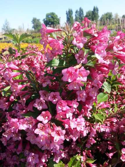 Weigela florida 'Rumba' - Zöldlevelű