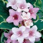 Weigela florida 'Variegata' - Tarka levelű