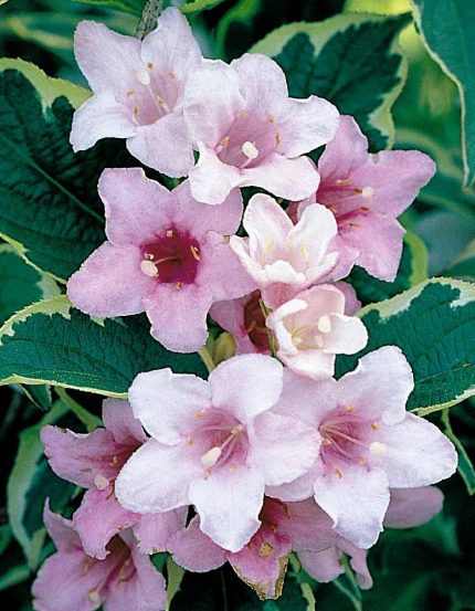 Weigela florida 'Variegata' - Tarka levelű