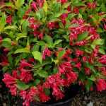 Weigela styriaca - Pirosas virágú rózsalonc