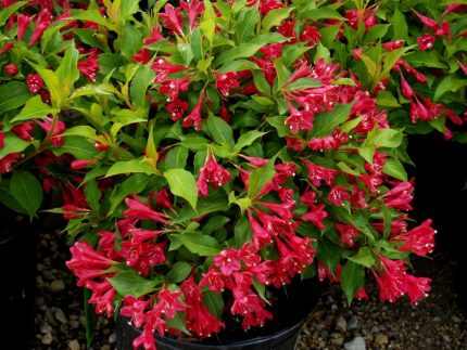 Weigela styriaca - Pirosas virágú rózsalonc