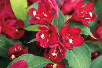 Weigela x 'Cherry Love'® -