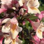 Weigela x 'Vintage Love'® - Krémrózsaszín virágú