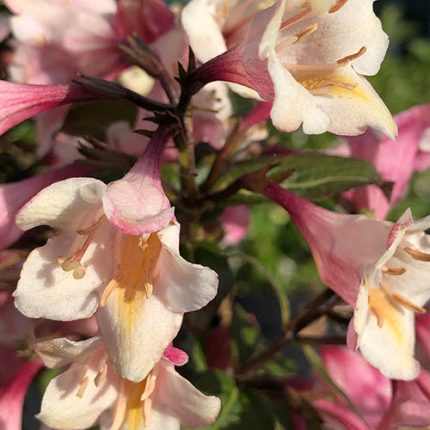 Weigela x 'Vintage Love'® - Krémrózsaszín virágú
