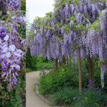 Wisteria sinensis-Lila akác