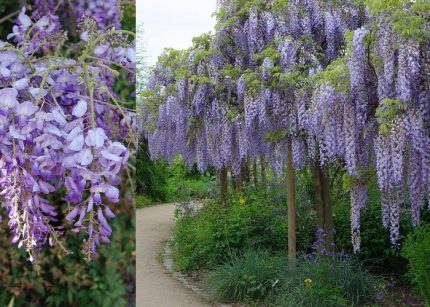 Wisteria sinensis-Lila akác