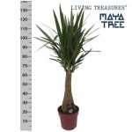 YUCCA INCA TREE 150cm