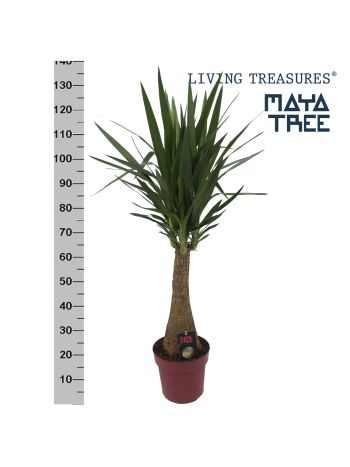 YUCCA INCA TREE 150cm