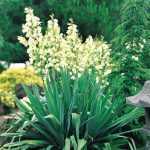 Yucca filamentosa - Pálmaliliom