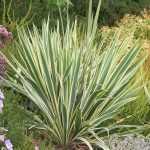 Yucca filamentosa 'Bright Edge' - Sárga levélszegélyű pálmaliliom