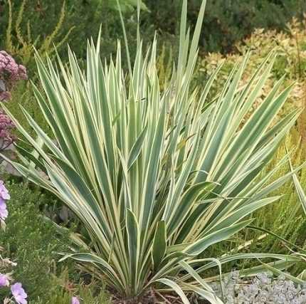 Yucca filamentosa 'Bright Edge' - Sárga levélszegélyű pálmaliliom