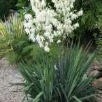 Yucca filamentosa (Pálmaliliom)