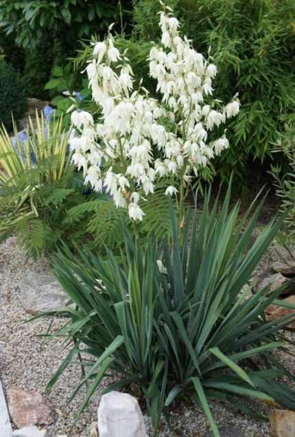 Yucca filamentosa (Pálmaliliom)