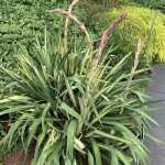 Yucca flaccida 'Golden Sword' - Sárgatarka levelű pálmaliliom