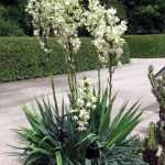 Yucca flaccida 'Ivory Towers' - Fehértarka levelű pálmaliliom
