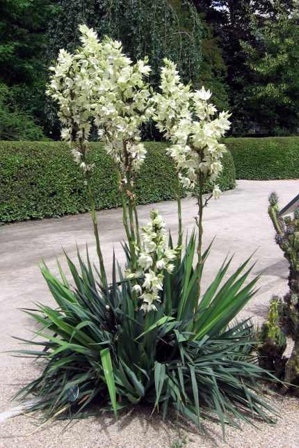 Yucca flaccida 'Ivory Towers' - Fehértarka levelű pálmaliliom