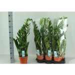 ZAMIOCULCAS ZAMIIFOL 85 cm