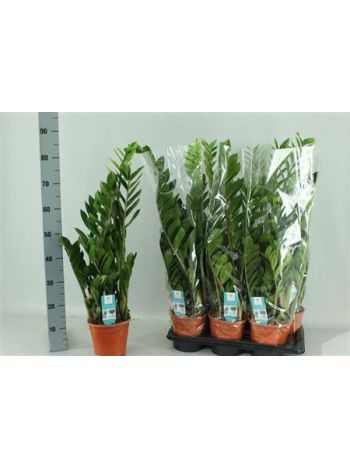ZAMIOCULCAS ZAMIIFOL 85 cm