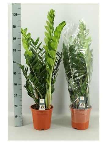 ZAMIOCULCAS ZAMIIFOL 100 cm