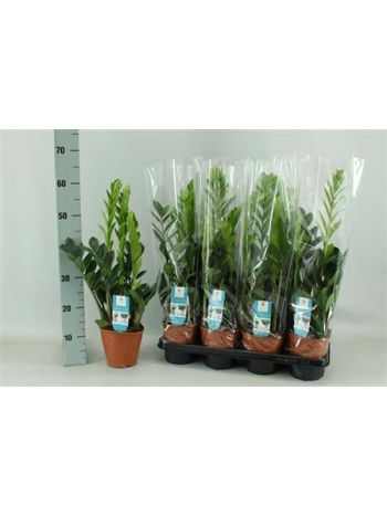ZAMIOCULCAS ZAMIIFOL 65 cm