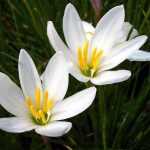Zephyranthes candida (Zefírvirág)