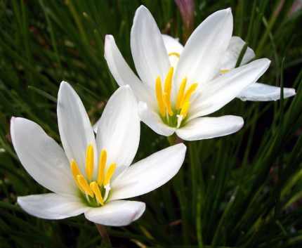 Zephyranthes candida (Zefírvirág)