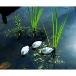 Állatfigura fehér kiskacsa