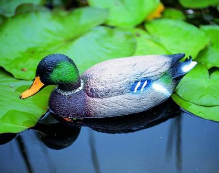 Állatfigura vadkacsa hím