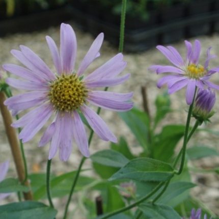 Aster × frikartii 'Flora's Delight' (Őszirózsa)
